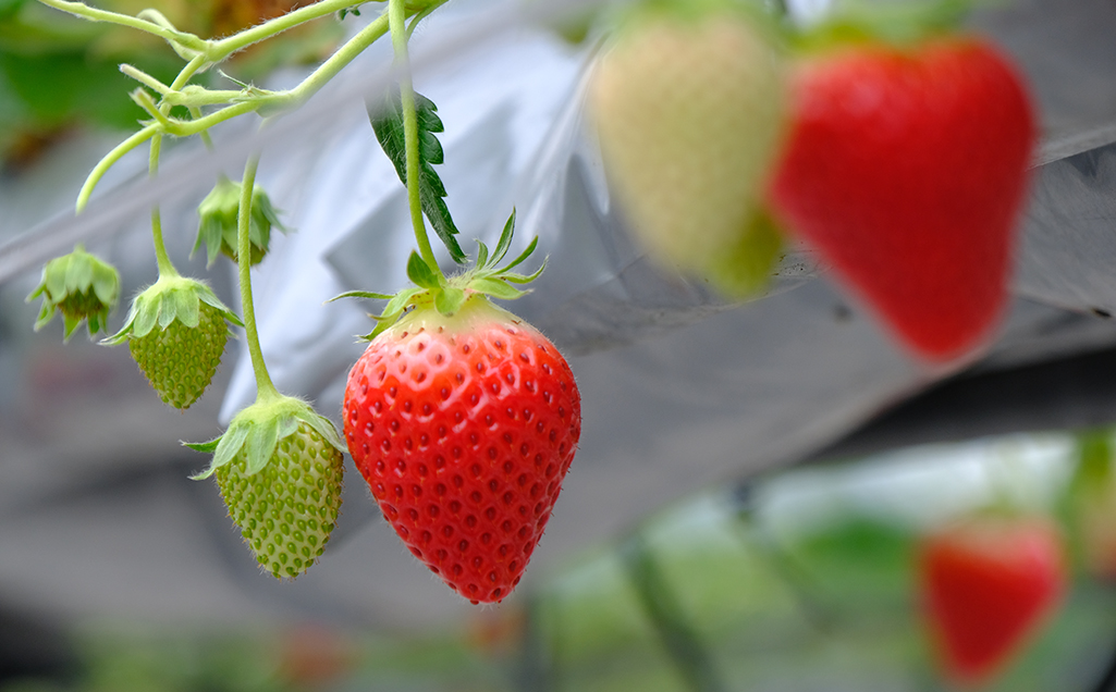 希少植物・イチゴのバイオ苗ページメイン画像