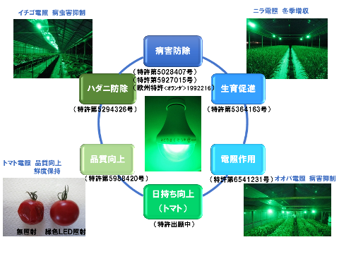 緑色光の多様な効果 みどりきくぞう 開発製品 研究受託 サービス 株式会社四国総合研究所 緑色光の多様な効果 みどりきくぞう 開発製品 研究受託 サービス 株式会社四国総合研究所