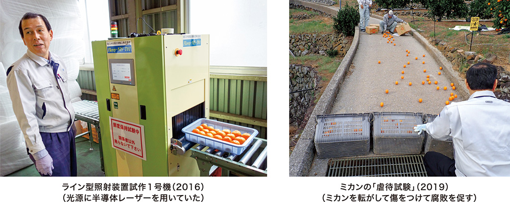 ライン型照射装置試作１号機（2016）（光源に半導体レーザーを用いていた） ミカンの「虐待試験」（2019）（ミカンを転がして傷をつけて腐敗を促す）